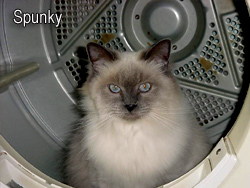 Spunky in the dryer