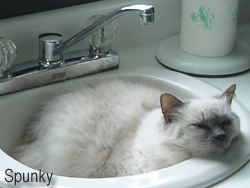 Spunky in the sink