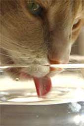 Cat-drinking-My-Cat-Drinks-A-Lot